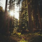 Wald
